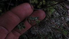 Euphorbia orbiculata
