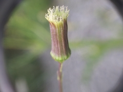 Erechtites hieraciifolius