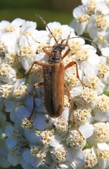 Rhagiini