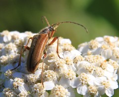 Rhagiini
