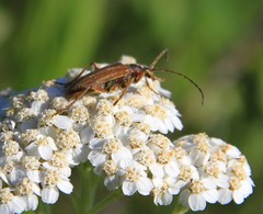 Rhagiini