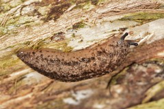 Philomycus togatus