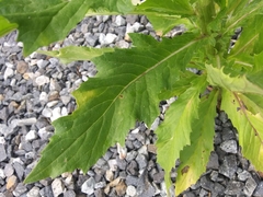 Erechtites hieraciifolius