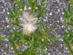 Erechtites hieraciifolius