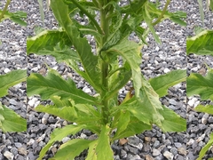 Erechtites hieraciifolius