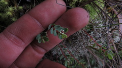 Euphorbia orbiculata
