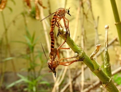 Diogmites angustipennis