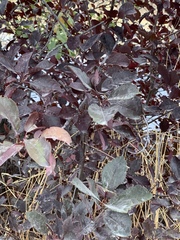 Prunus