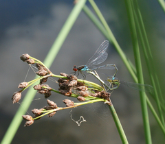 Erythromma najas humerale