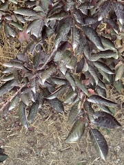Prunus