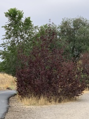 Prunus
