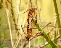 Diogmites angustipennis
