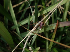Polistes chinensis