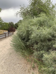 Salix exigua