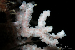 Melithaea bicolor