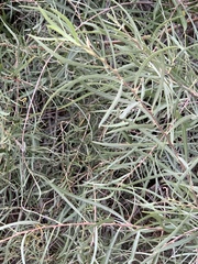 Salix exigua
