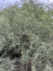 Salix exigua