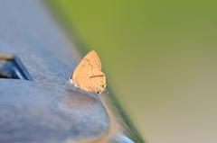 Satyrium caryaevorus