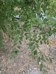 Ulmus pumila
