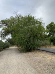 Ulmus pumila
