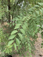 Ulmus pumila