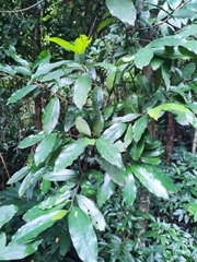Polyalthia suberosa