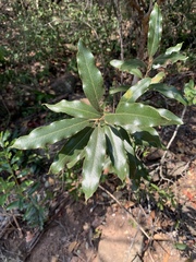 Euclea natalensis natalensis