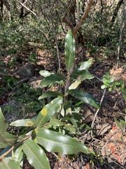 Euclea natalensis natalensis