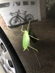 Pterophylla camellifolia