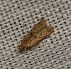 Helcystogramma triannulella