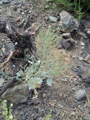 Streptanthus hispidus