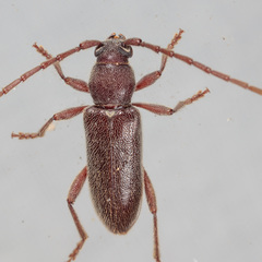 Anelaphus moestus
