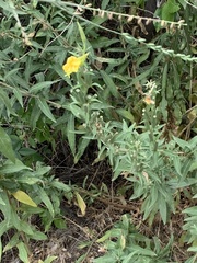 Oenothera elata