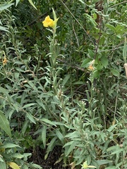 Oenothera elata