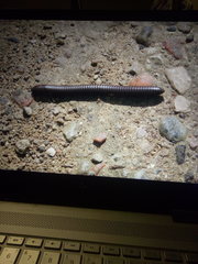 Narceus americanus
