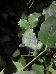 Dendroleon speciosus