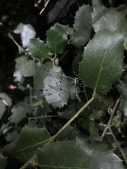 Dendroleon speciosus