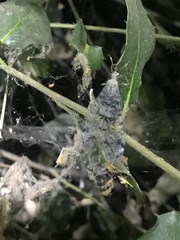 Dendroleon speciosus