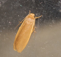 Danielithosia immaculata