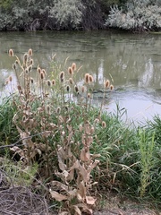 Dipsacus fullonum