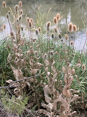 Dipsacus fullonum