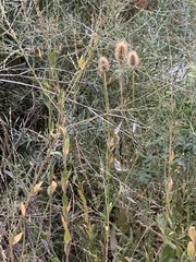 Dipsacus fullonum