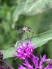 Toxorhynchites rutilus septentrionalis