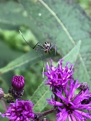 Toxorhynchites rutilus septentrionalis
