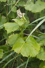 Parasenecio kamtschaticus