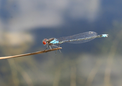 Erythromma najas humerale