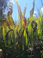 Niphidium crassifolium