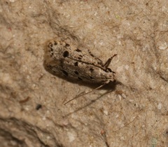 Autosticha calceata