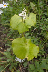 Parasenecio kamtschaticus