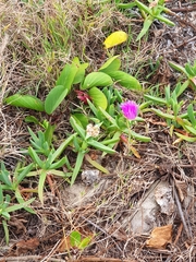 Carpobrotus glaucescens